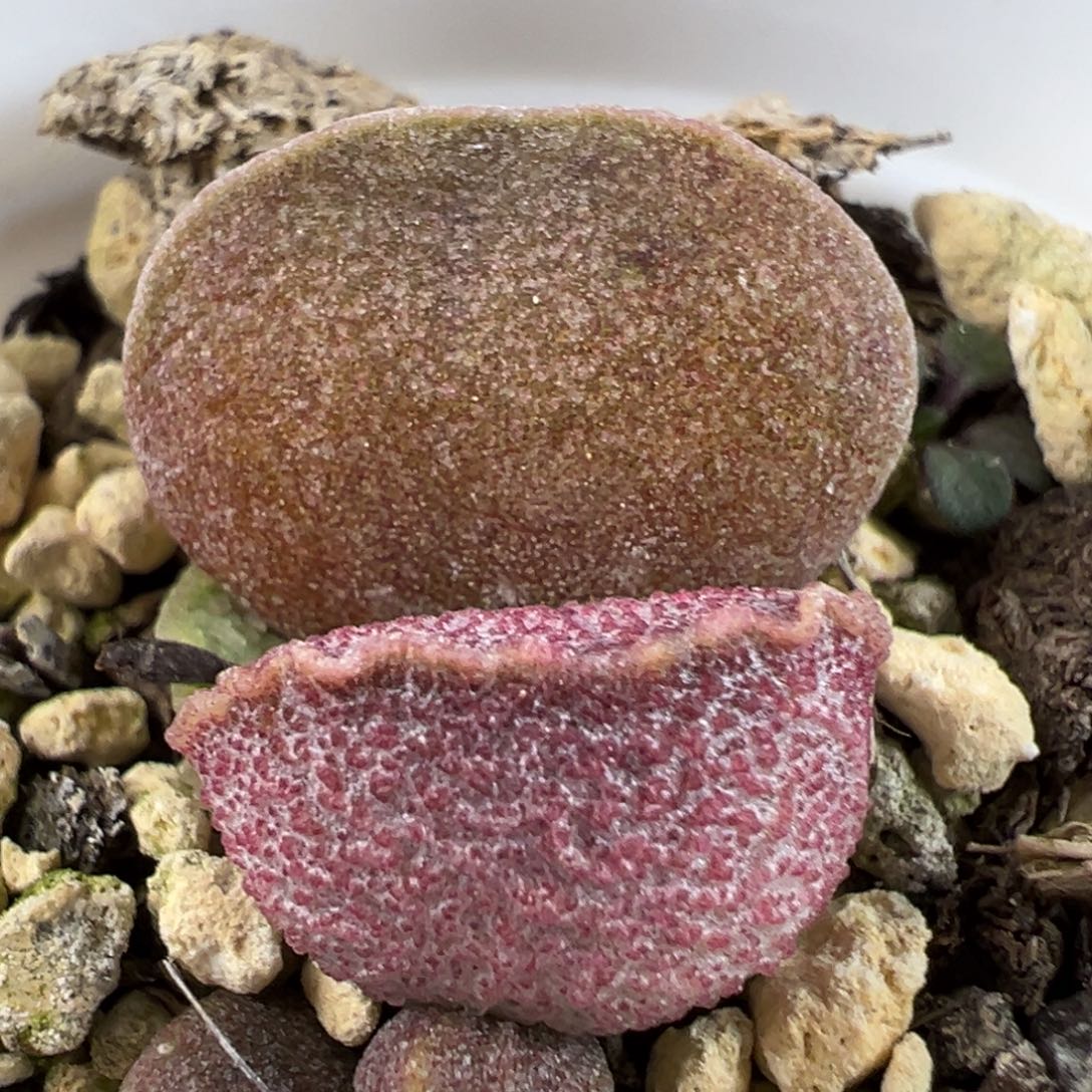 实生底叶苗短圆叶子多肉植物