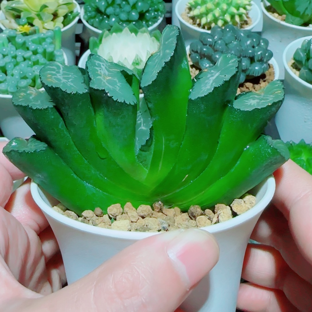写乐玉扇多肉植物