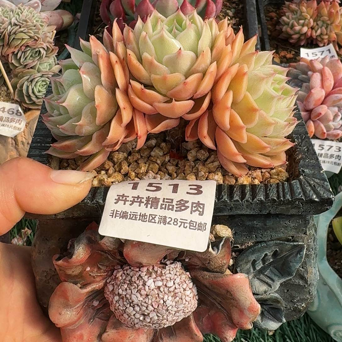 1513一物一拍（满28包邮/l