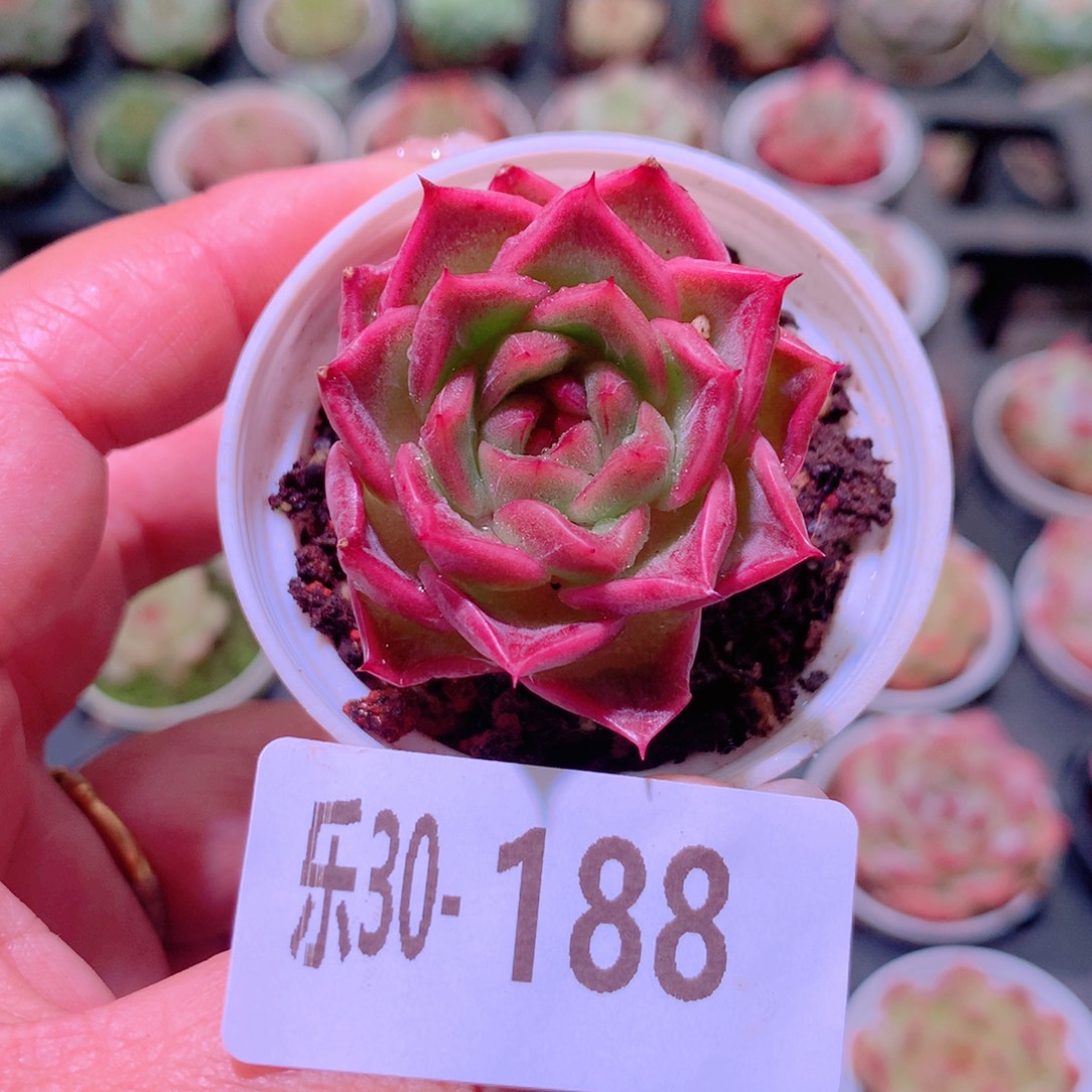 乐然30-188 新品单头 