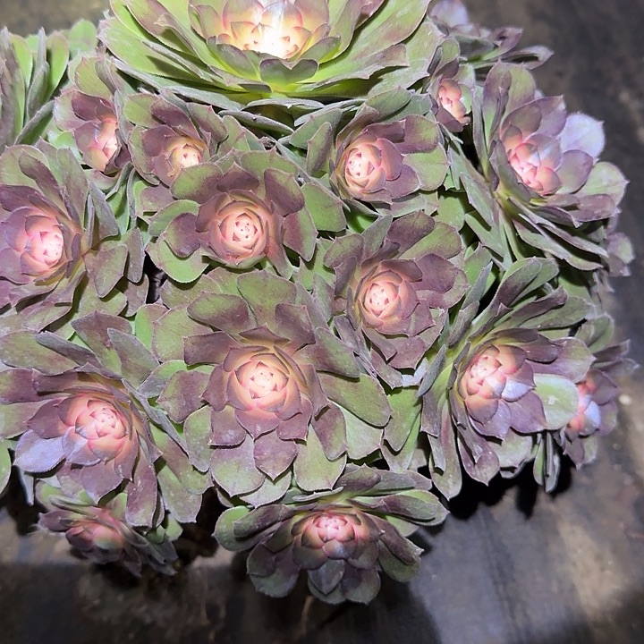 新品种红太阳老桩亏本福利