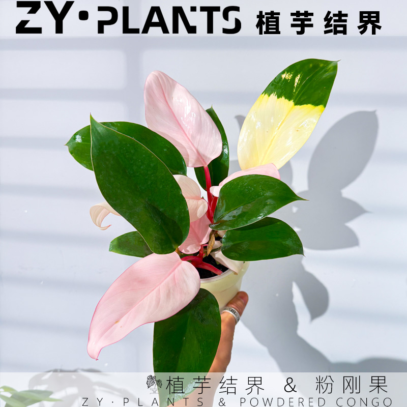 「植芋结界」粉刚果蔓绿绒吸水盆INS风稀有桌面热带观叶植物盆栽