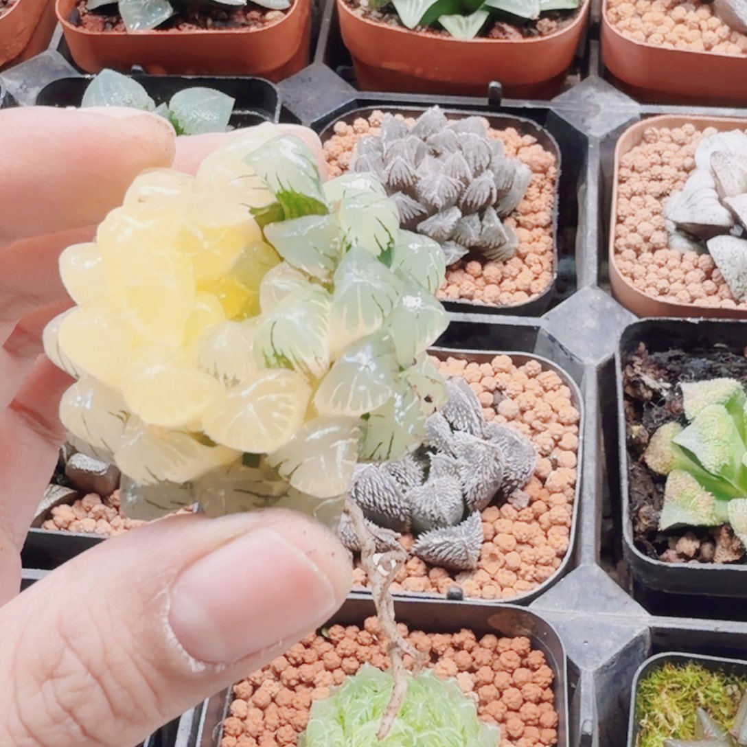 老***三无花朵十二卷实生冰灯锦裸根