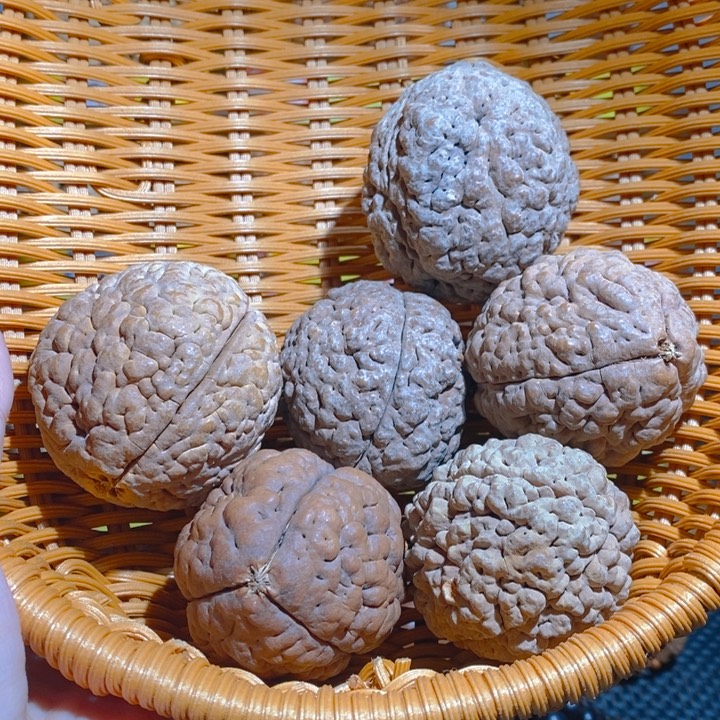 野生三瓣脑纹大金刚