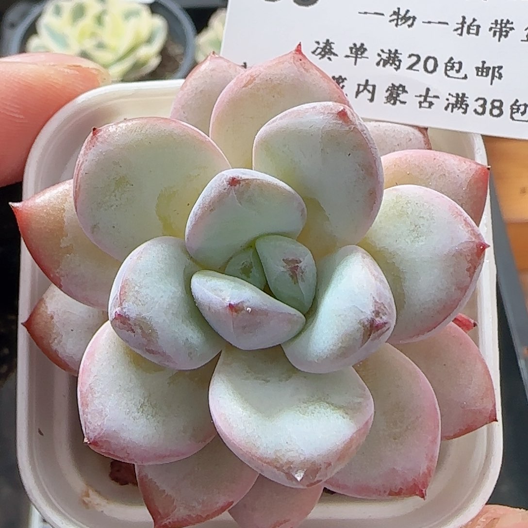 多肉0622-55星星雪星星雪