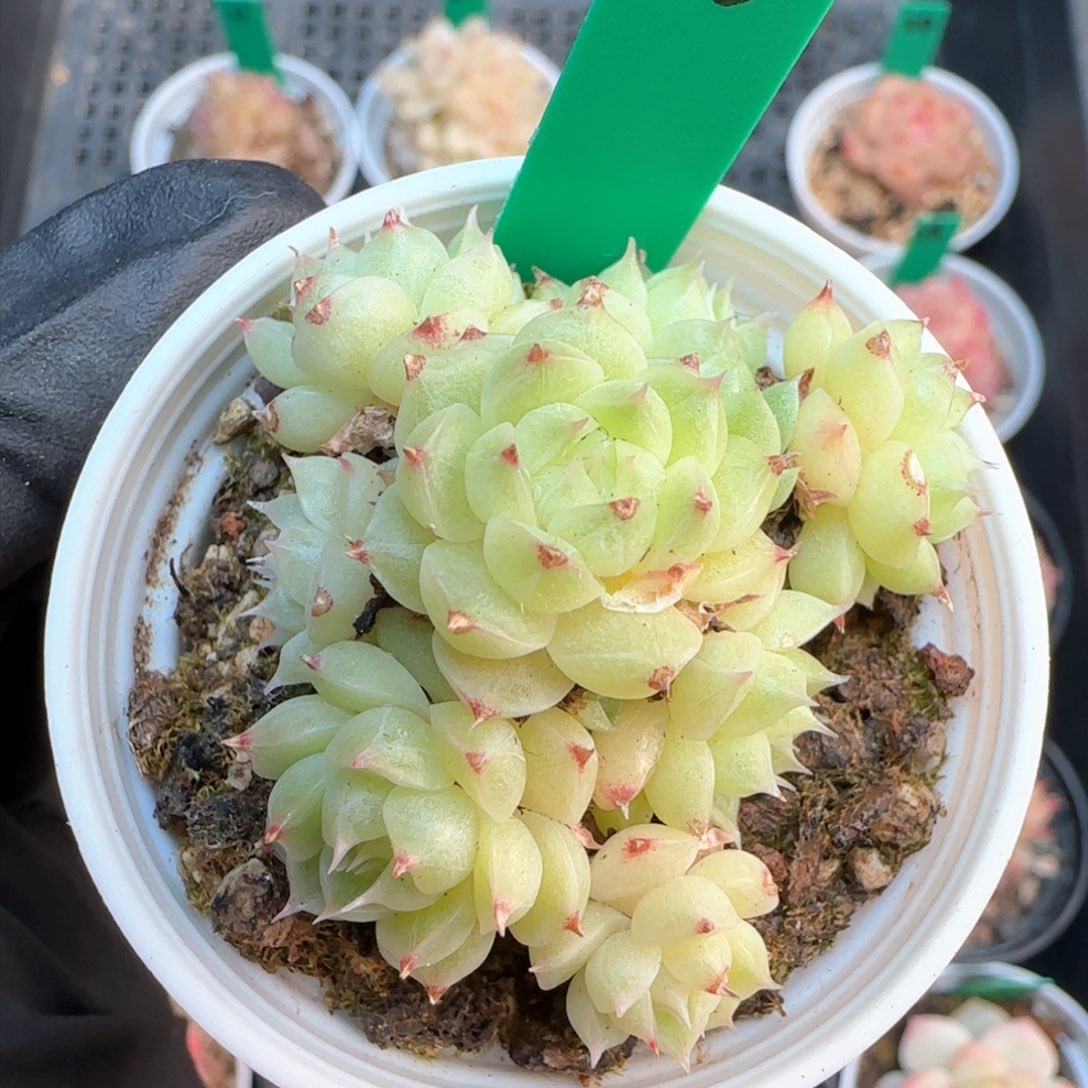 23   麦秆不包整  h