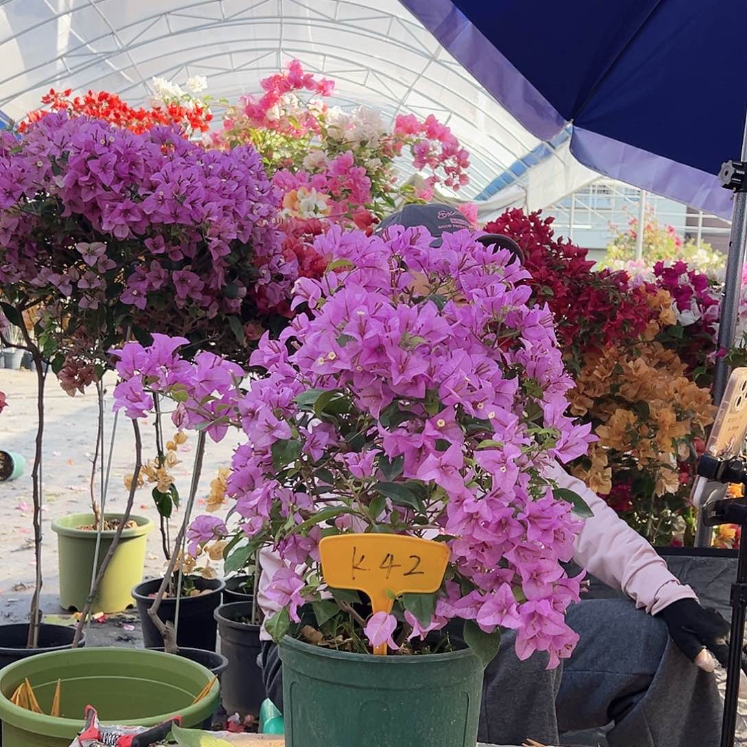 x***6大部分花苞少量开放K42巴西紫