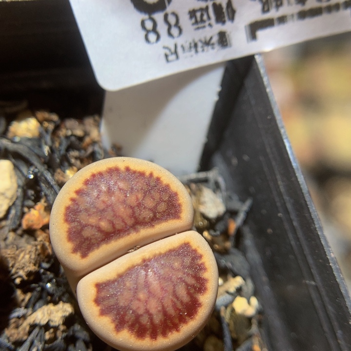 Zzz精品生石花1882