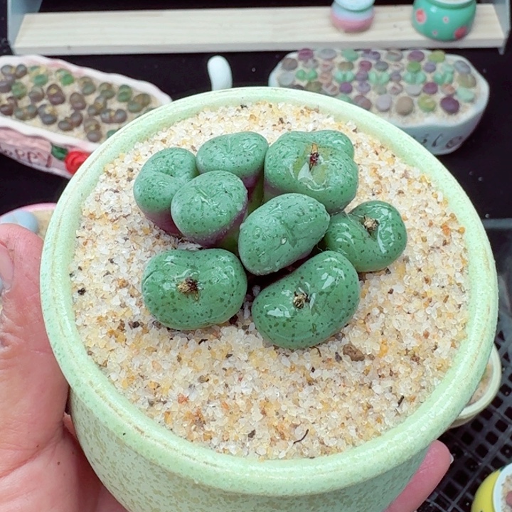 618零下地区记得拍保温箱