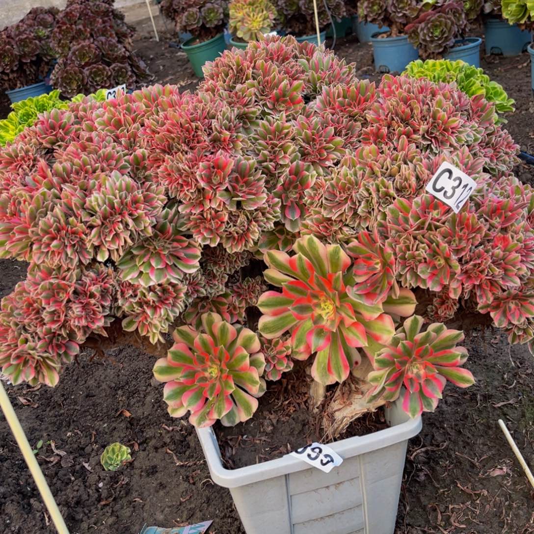 女巫法师16/////34包邮