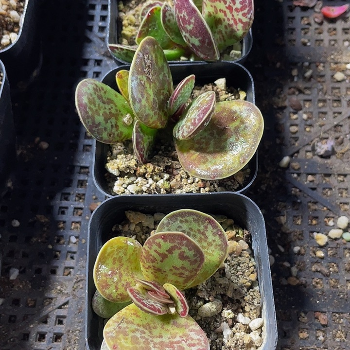 御所锦带盆土发货