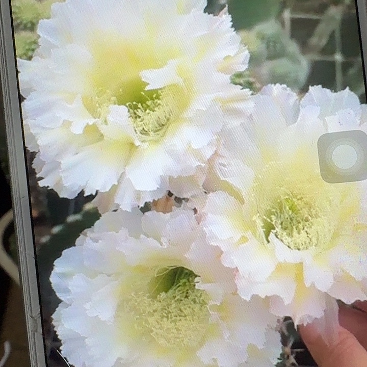 卷可可侧芽4公分彩草