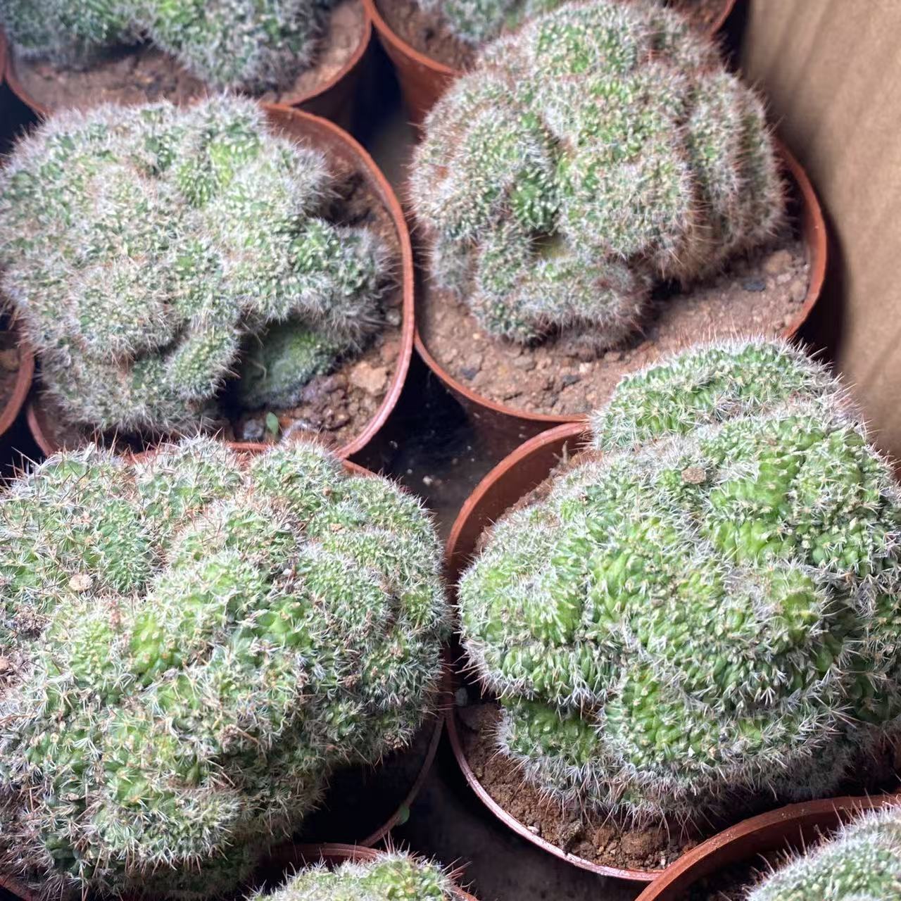 红芙蓉缀化  仙人球植物漳州基地直发货 新手好养 室内外