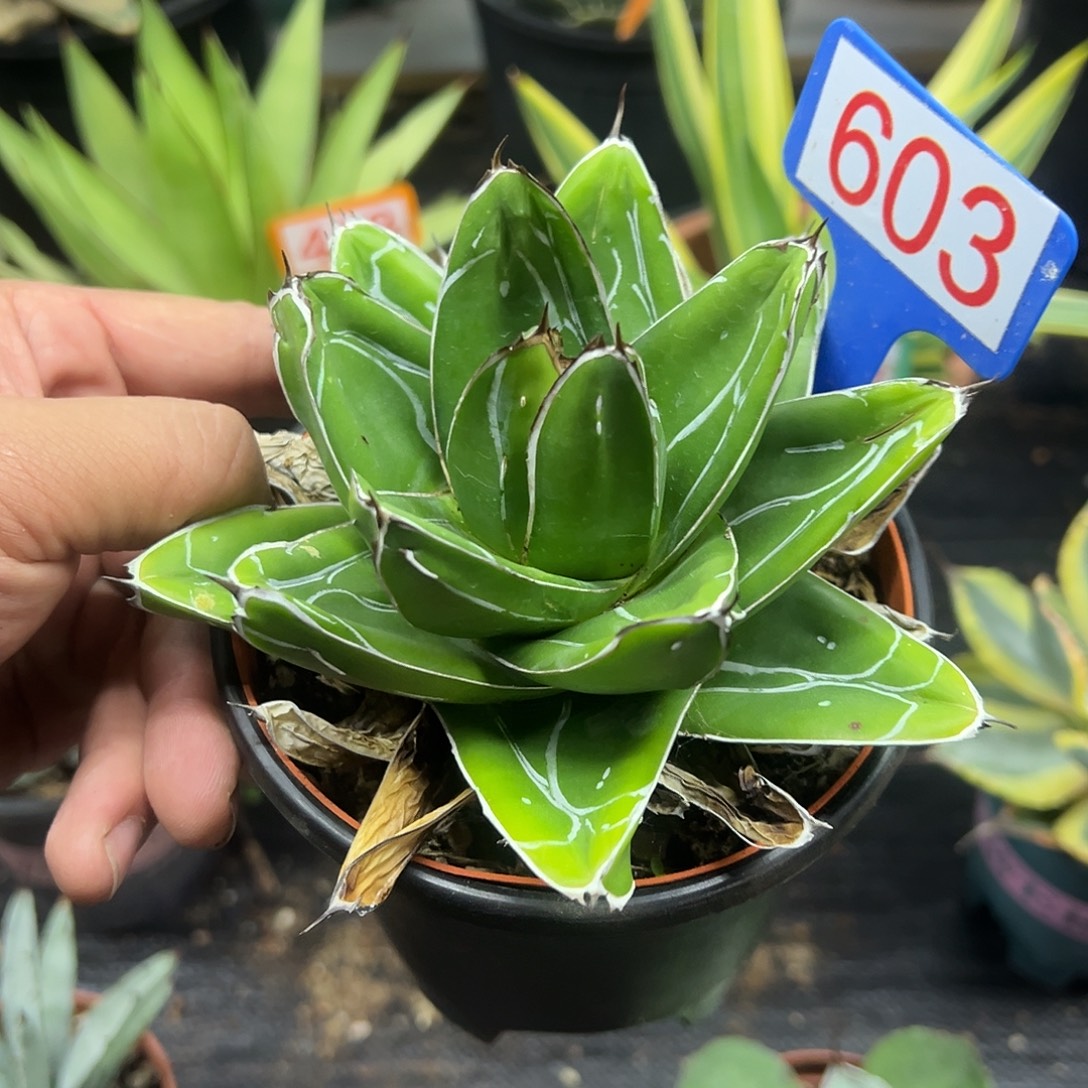 D型笹之雪龙舌兰系列