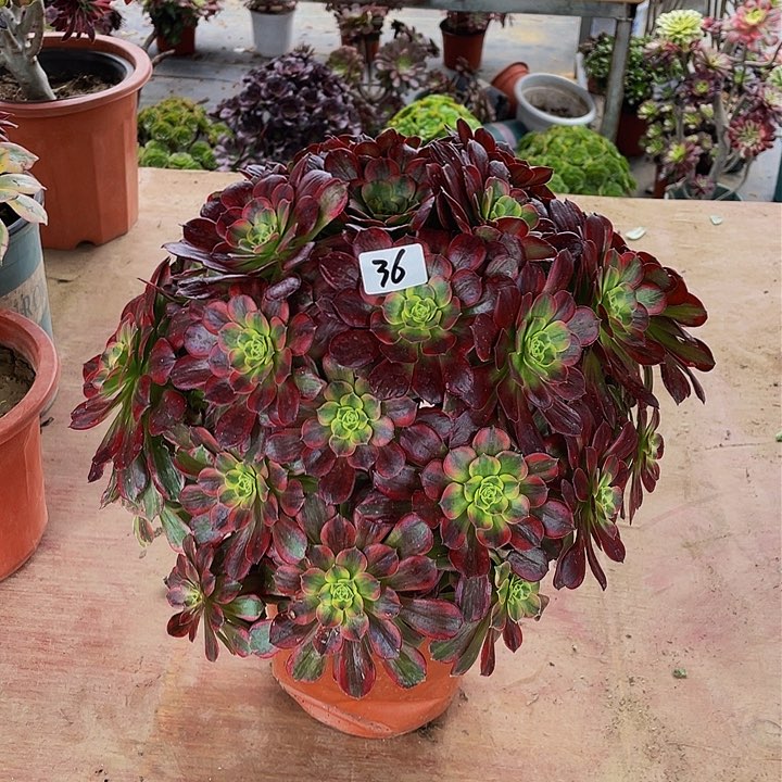 康*儿安娜锦法师一个36号