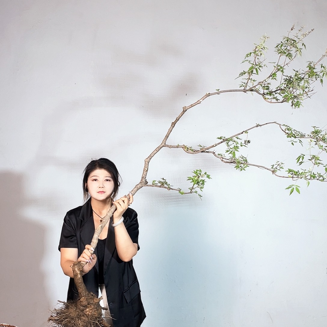 完全开放痣*坊黄荆盆景素材