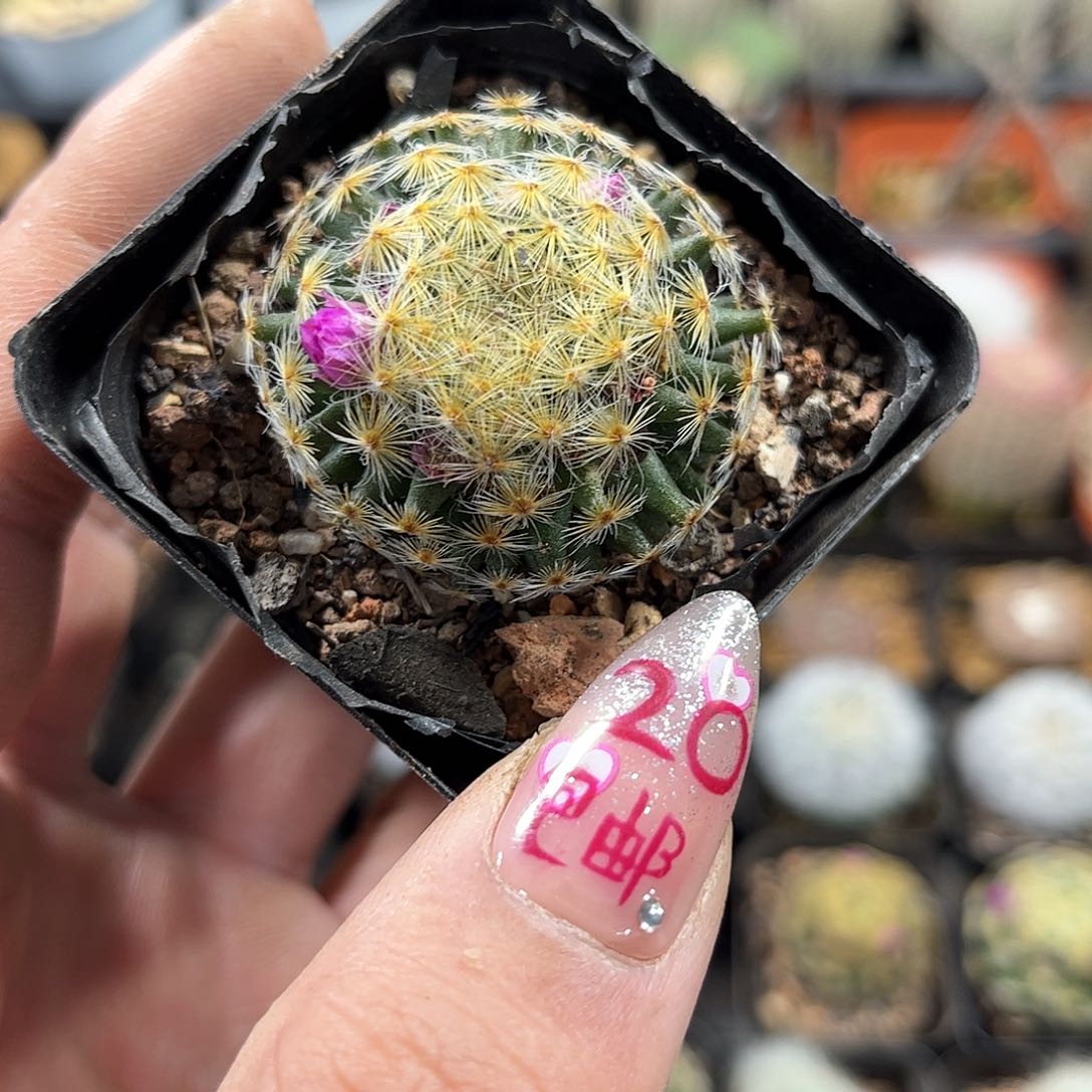 明星单头发货有根发货