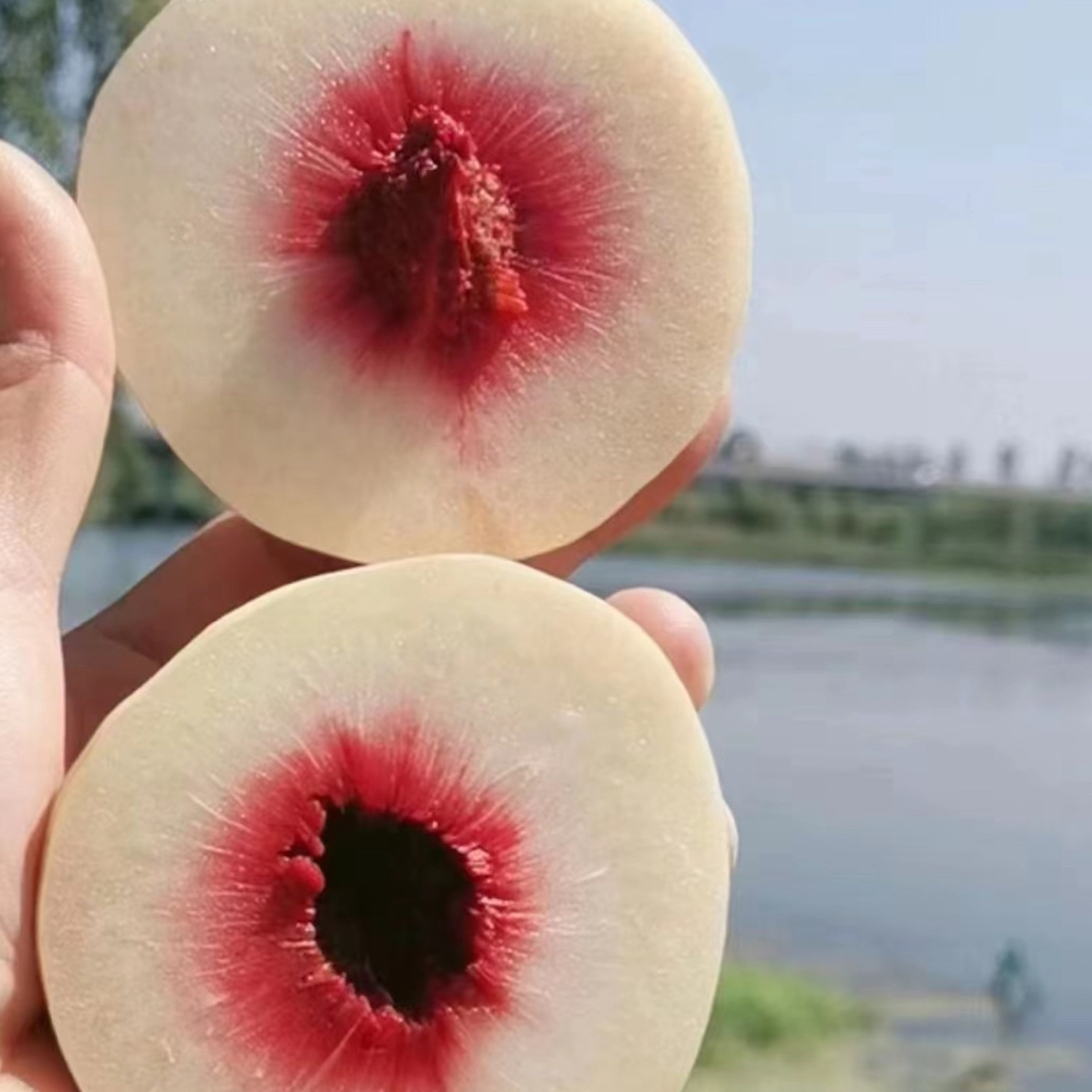 巨无霸桃苗（中秋节前）一年苗桃树苗12月桃子发苗