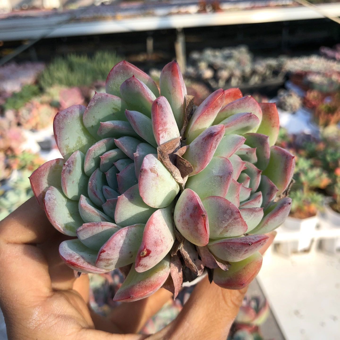 h红边月影双头4-5厘米1颗带盆栽好满10元包邮