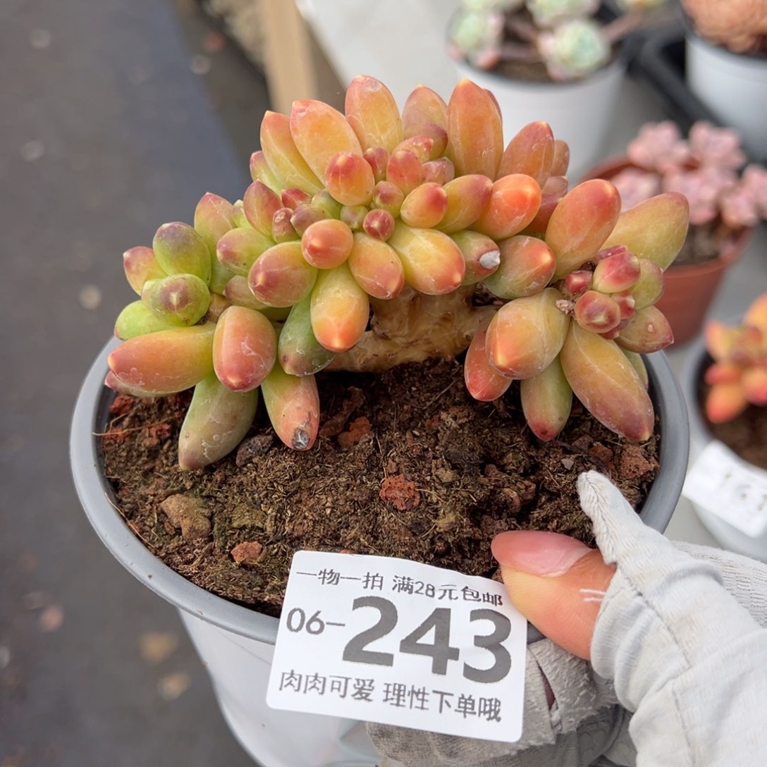 千代田缀化多肉单头多肉