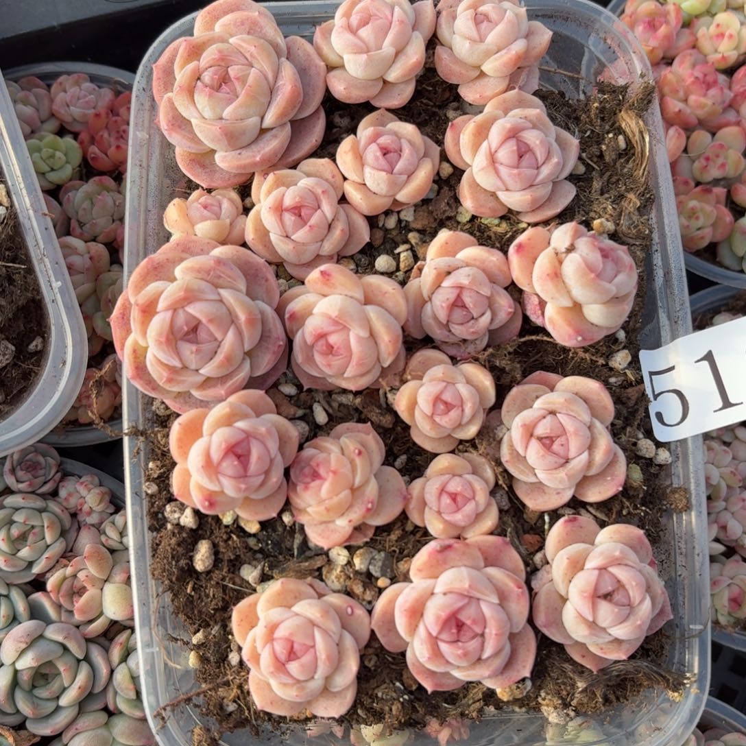 多肉植物多肉植物519