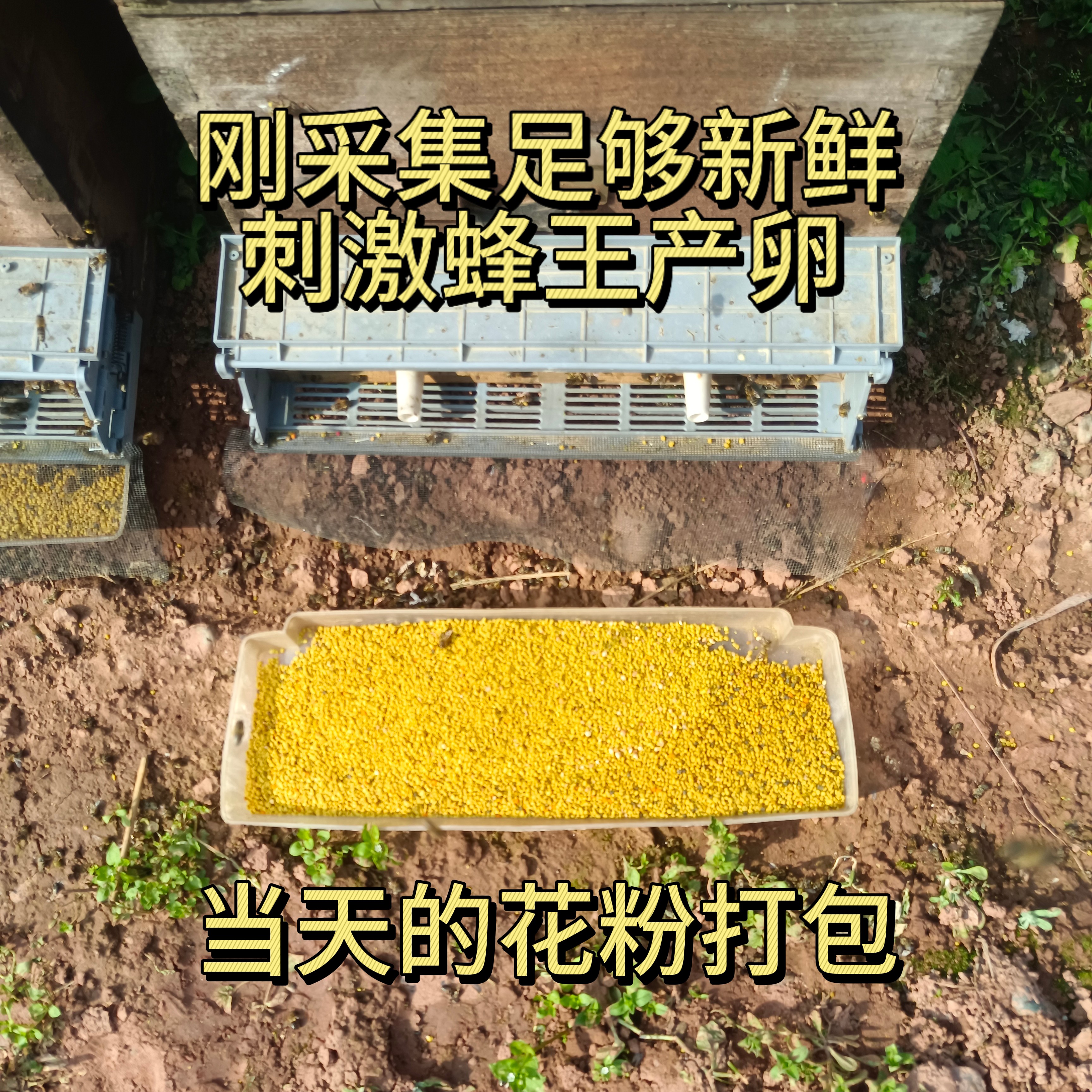 新鲜刚采集湿粉繁蜂口粮