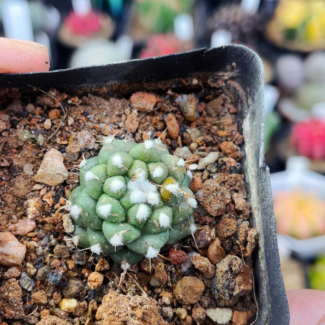 非偏远地区满25包邮仙人球