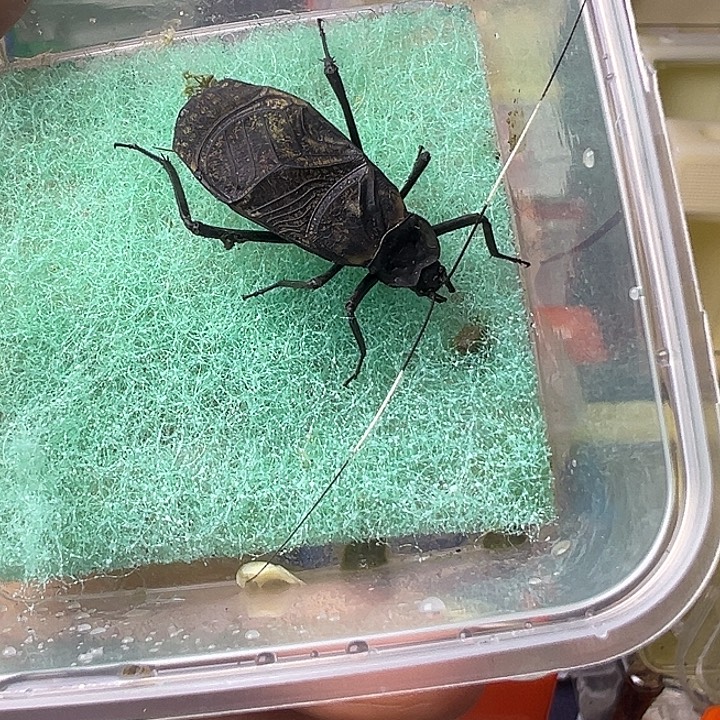 电报蛉哈哈哈哈哈哈哈