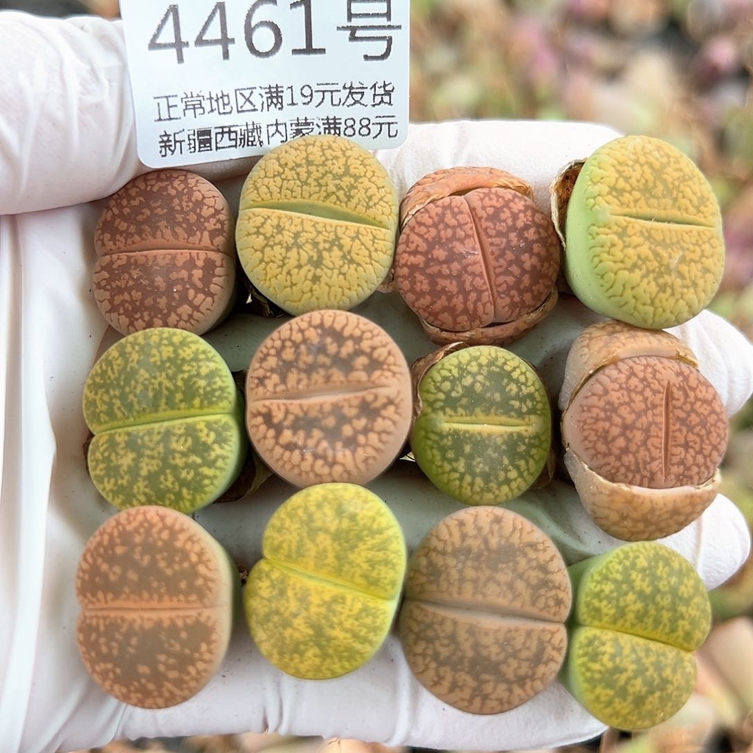 好养易活生石花大母本4461