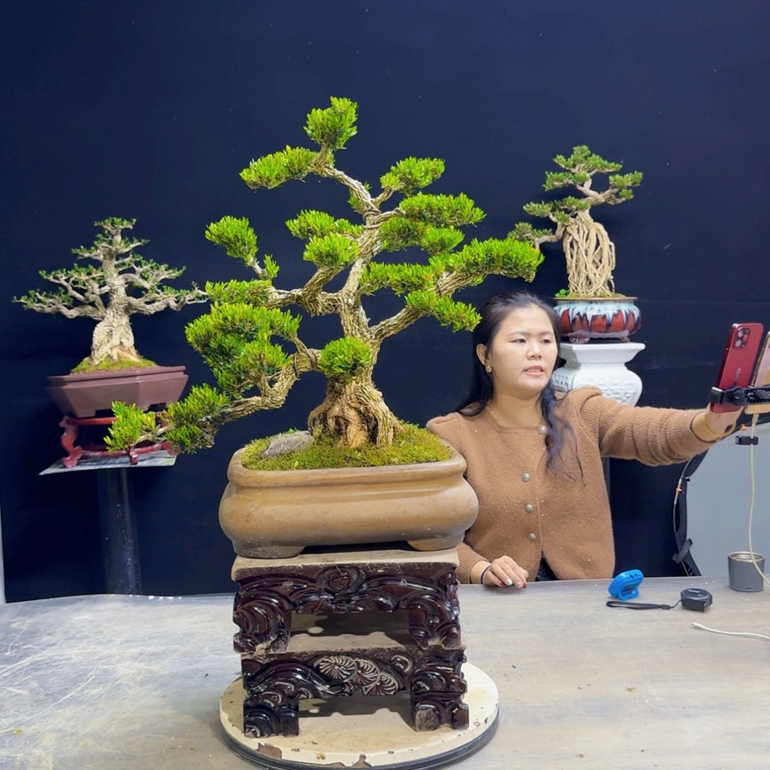 高端盆景艺术作品