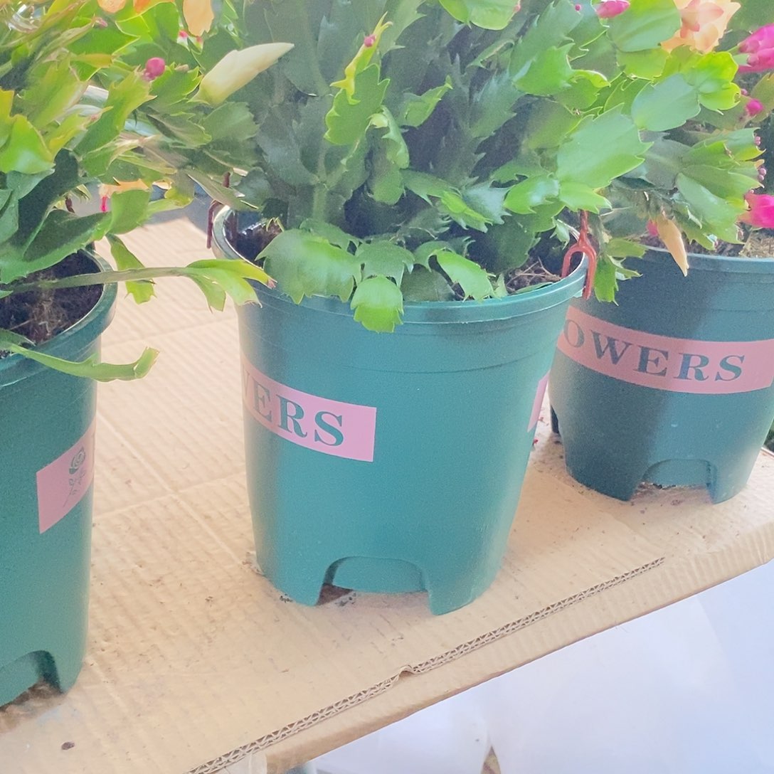 我***ᵋ无花朵5年装多色福利