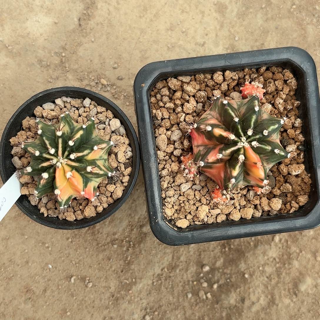 泰系米哈仙人球组合27号