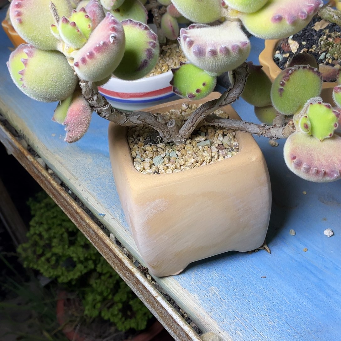 7***饱多肉植物的生长发育和生长w