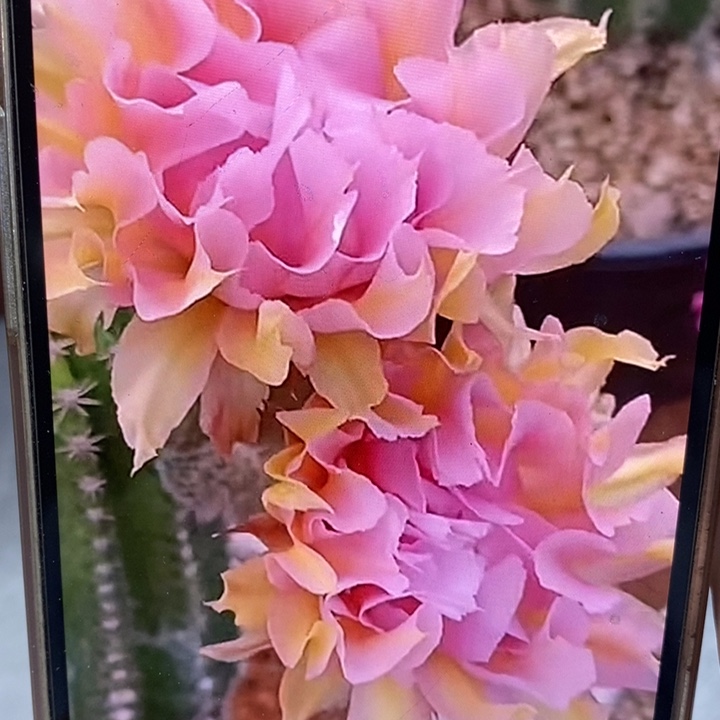 香香粉牡丹侧芽3.5公分左右
