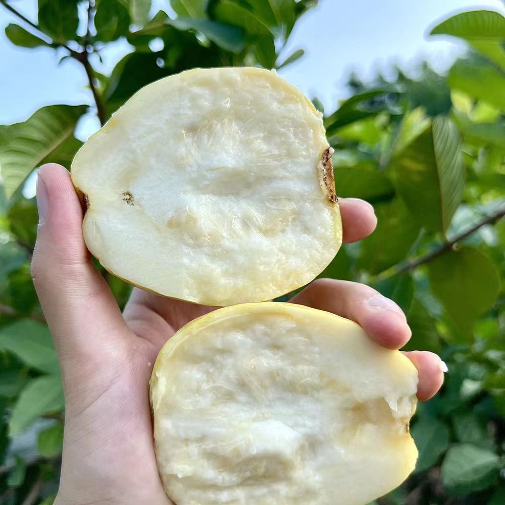白芯奶油芭乐（树熟采摘 到货即食 软糯香甜 低糖低热量高纤维）