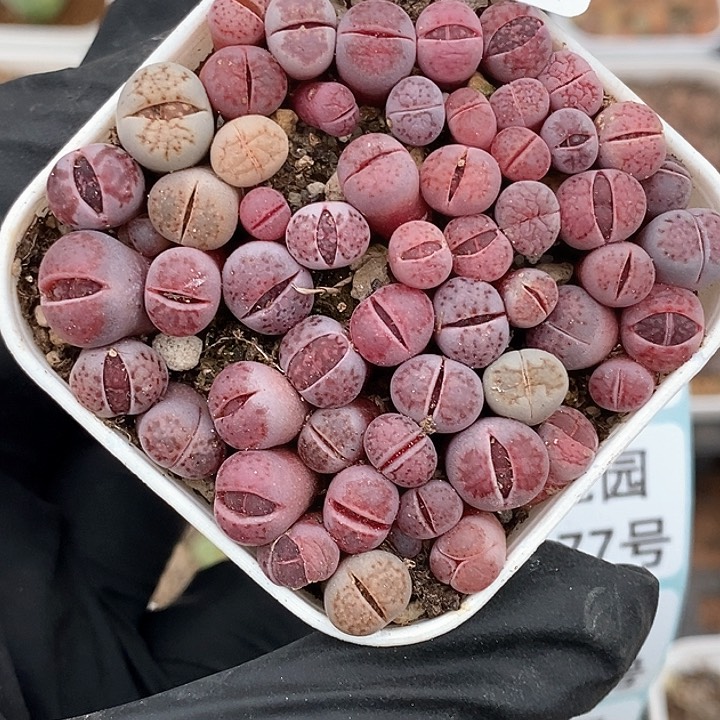 桃喜花园0131-74紫菊切糕