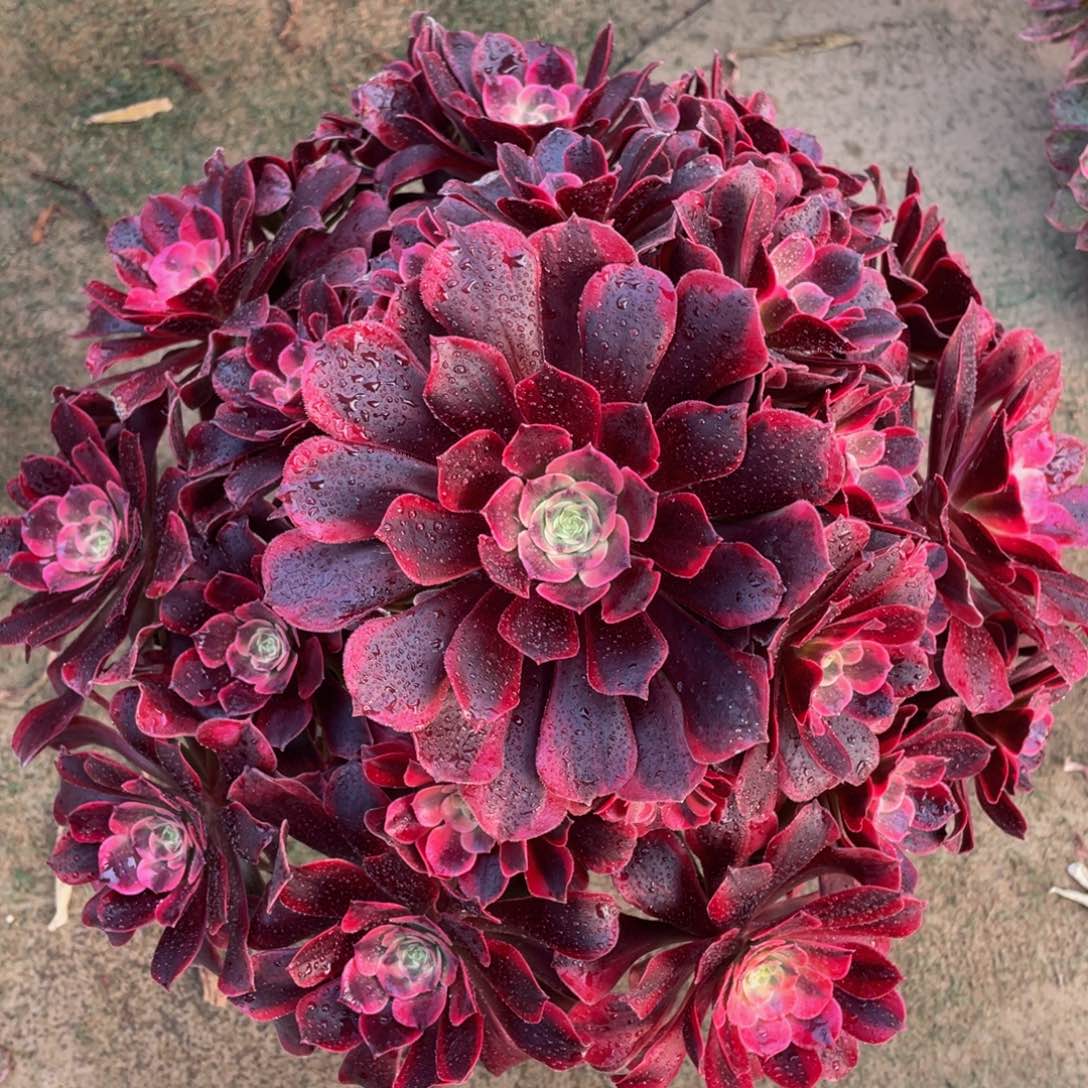 079凤冠精品法师多肉