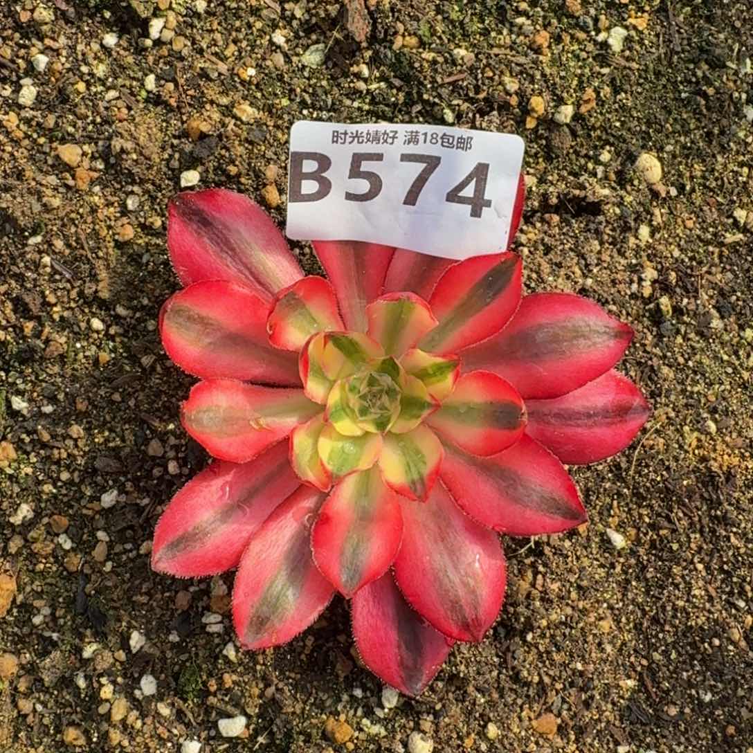 574爱丽丝多肉植物