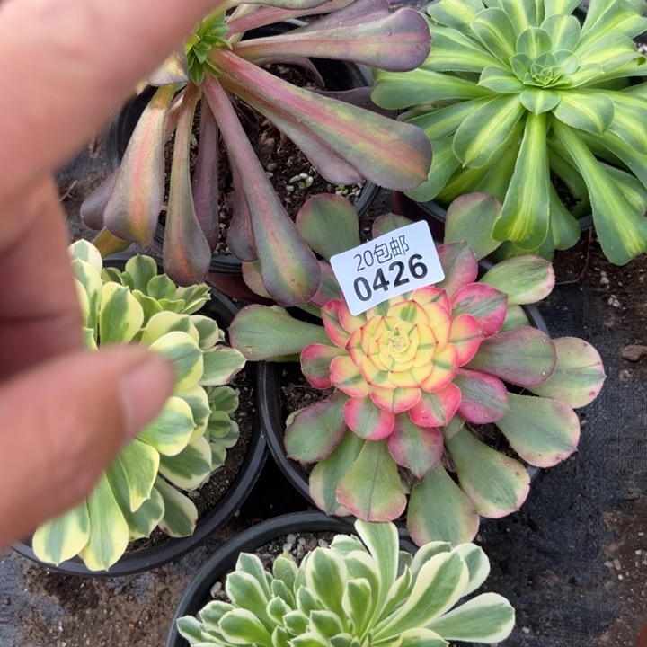 多肉植物426种植物