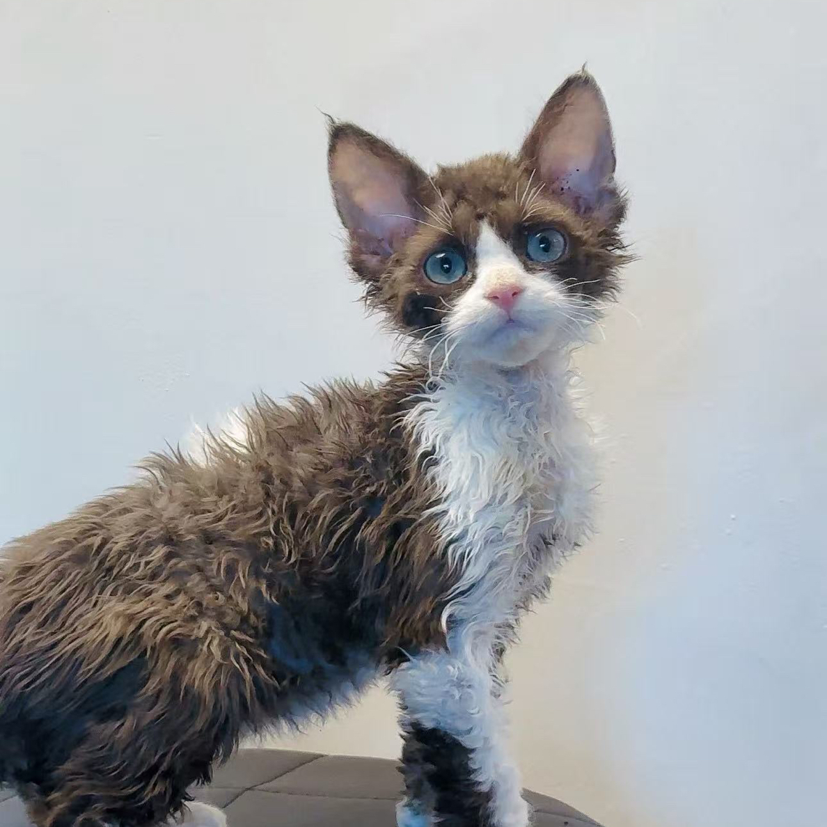 Maosi德文卷毛猫弟弟妹妹通用