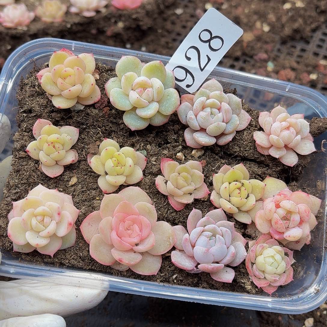 多肉植物多肉植物928