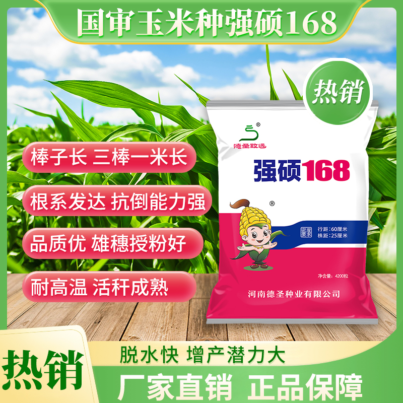 国审正品 强硕168北方版 4200粒国审高产玉米种子 耐高温抗倒伏