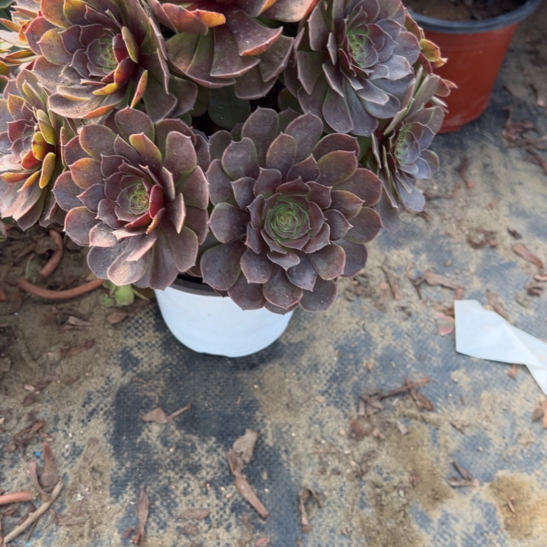 606万灰法师多肉植物