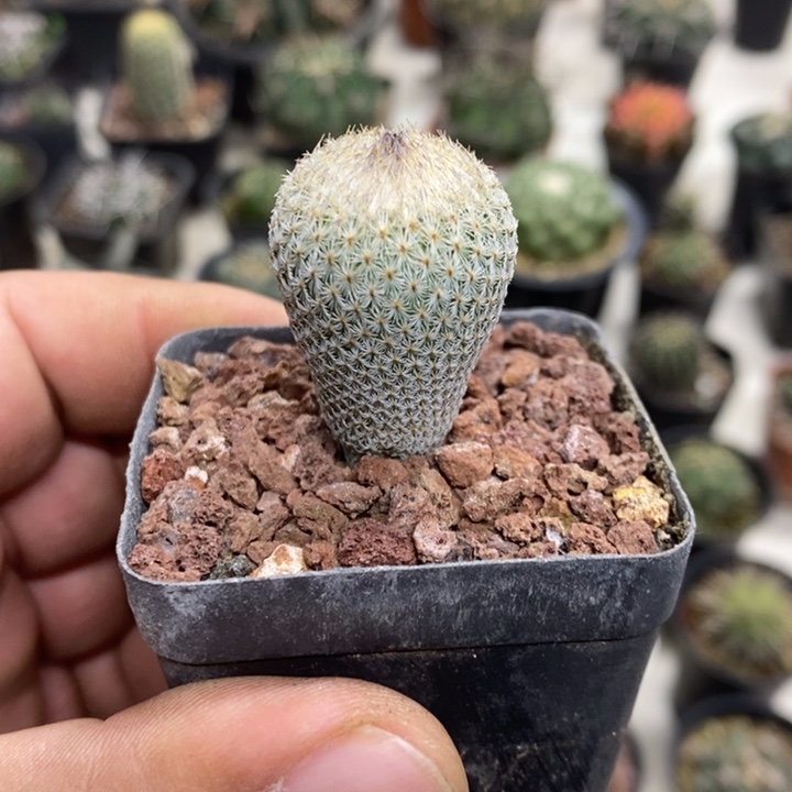 实生月世界特价福利2