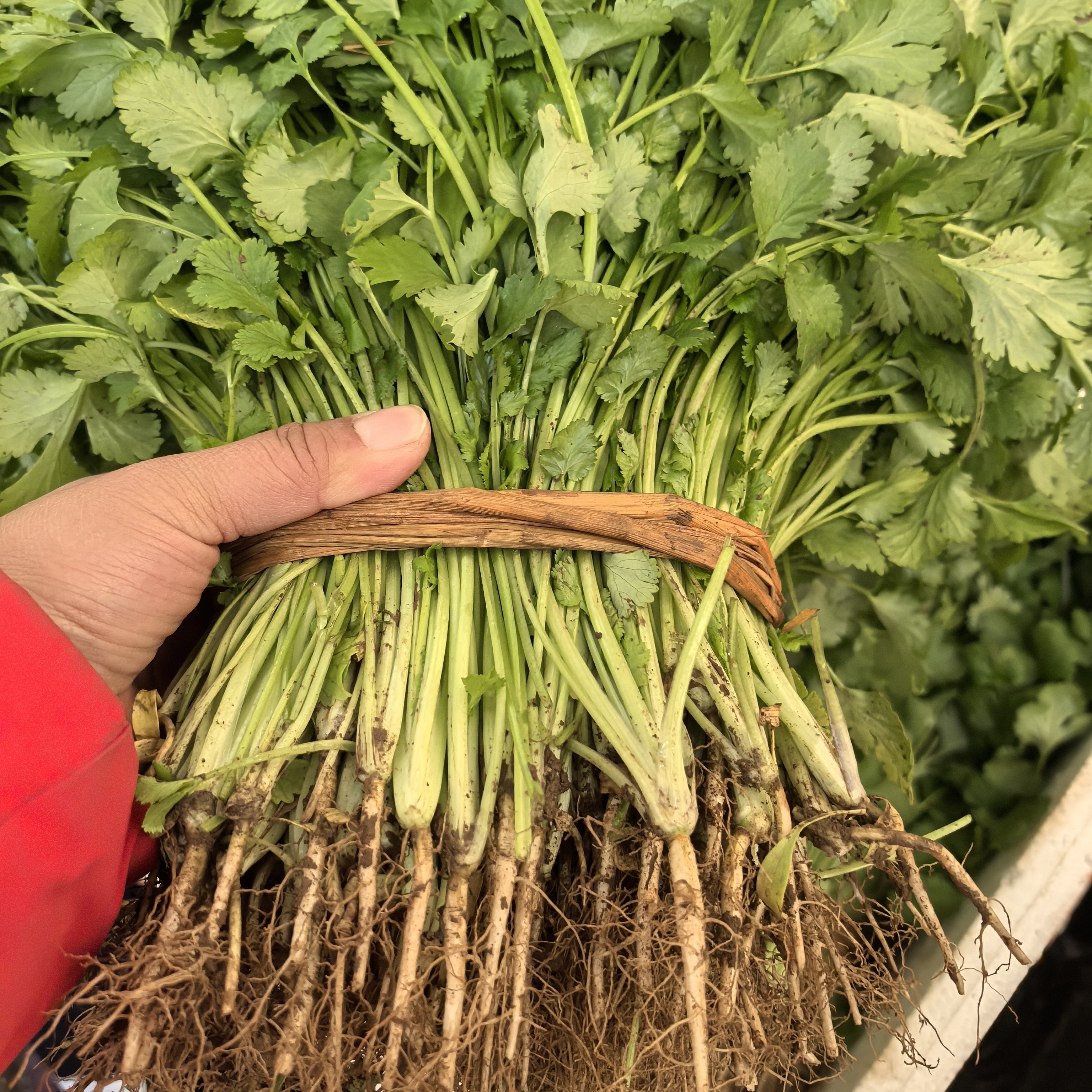 现摘香菜组合菜集合