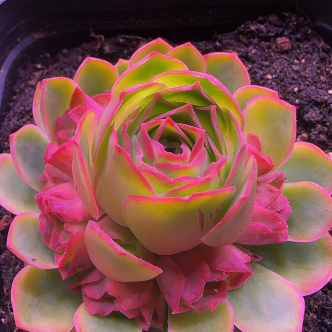 清秋玫瑰125856525526856855558