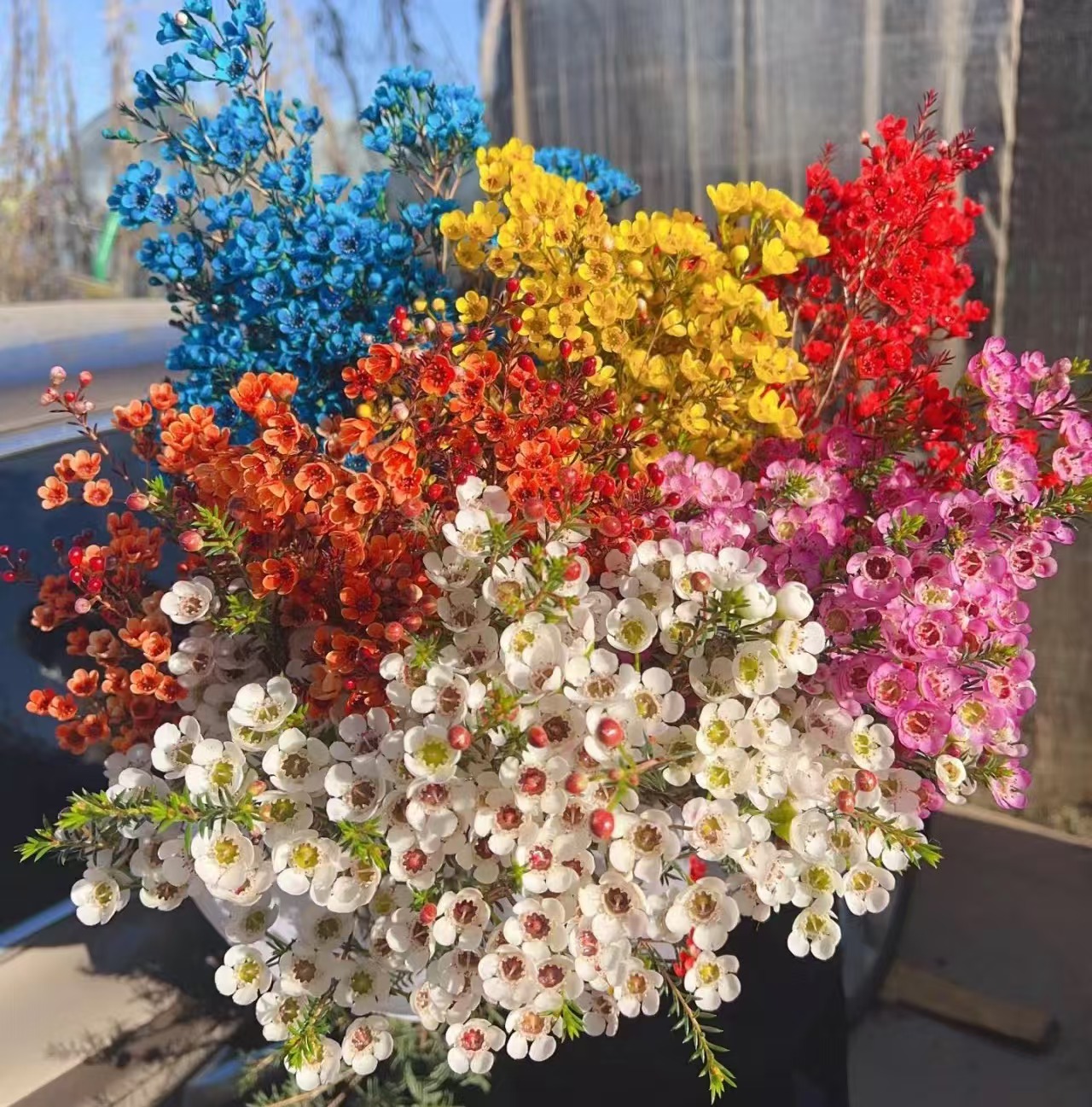 【如熙臻品】随机色大花腊梅