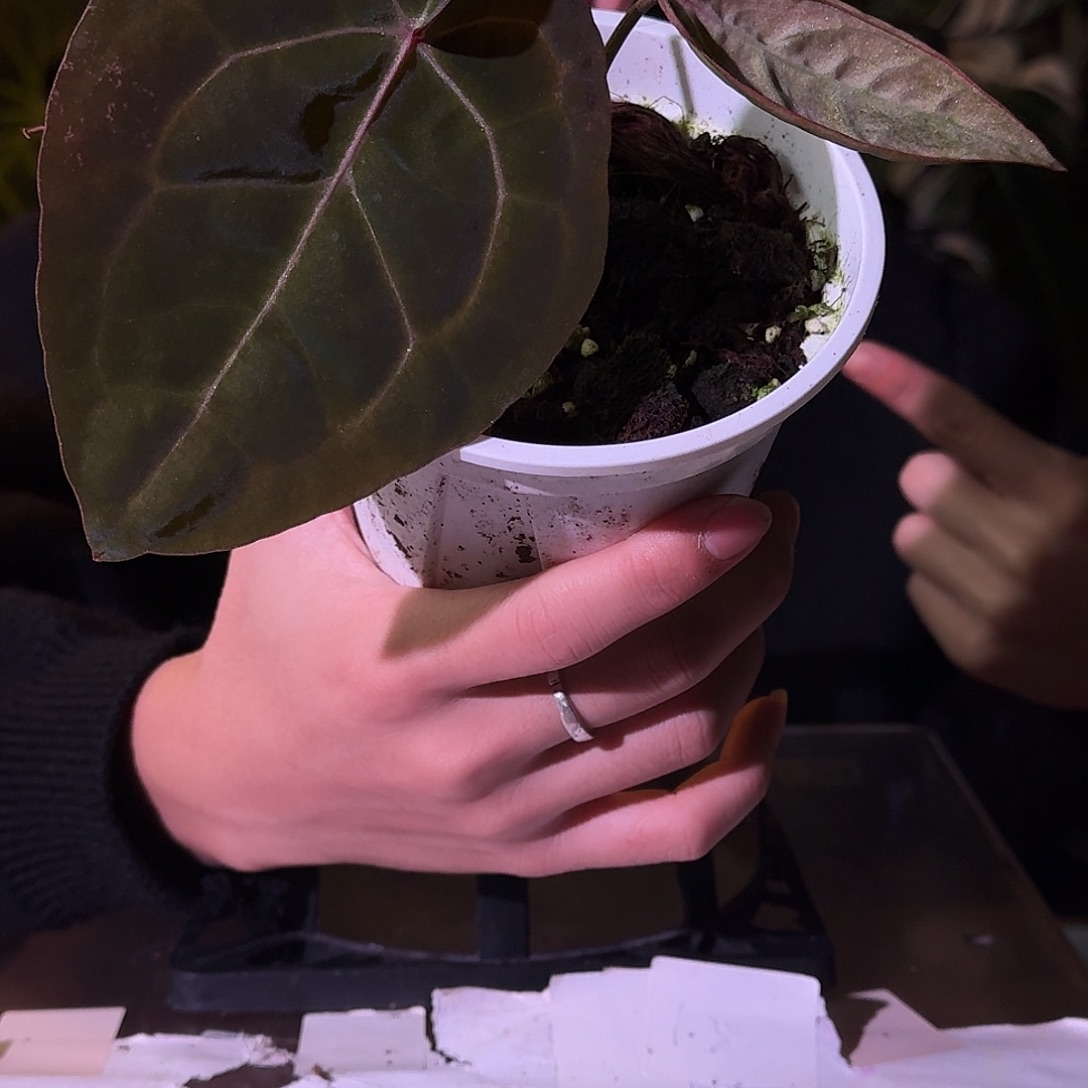 不开花植物H113个体石化