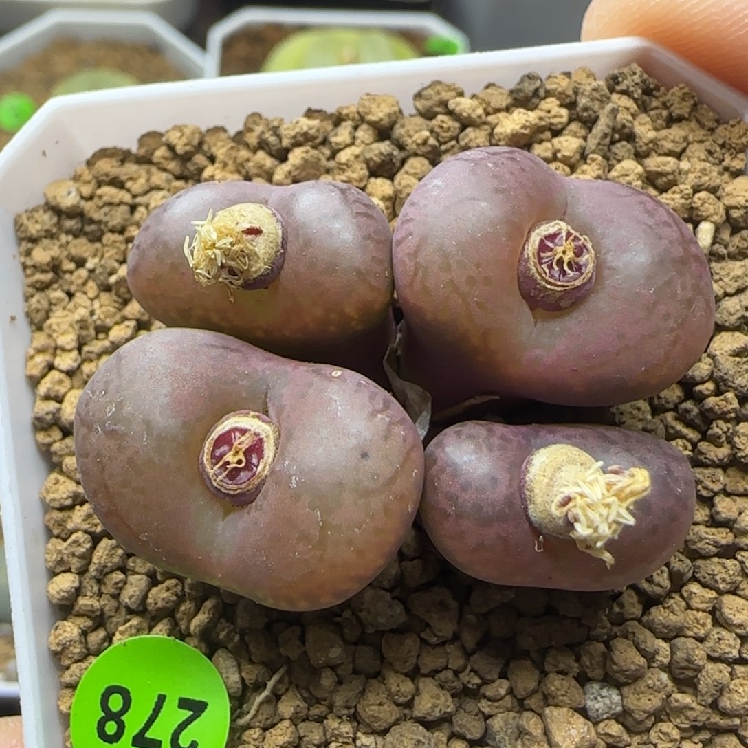 漂漂亮亮多肉植物278