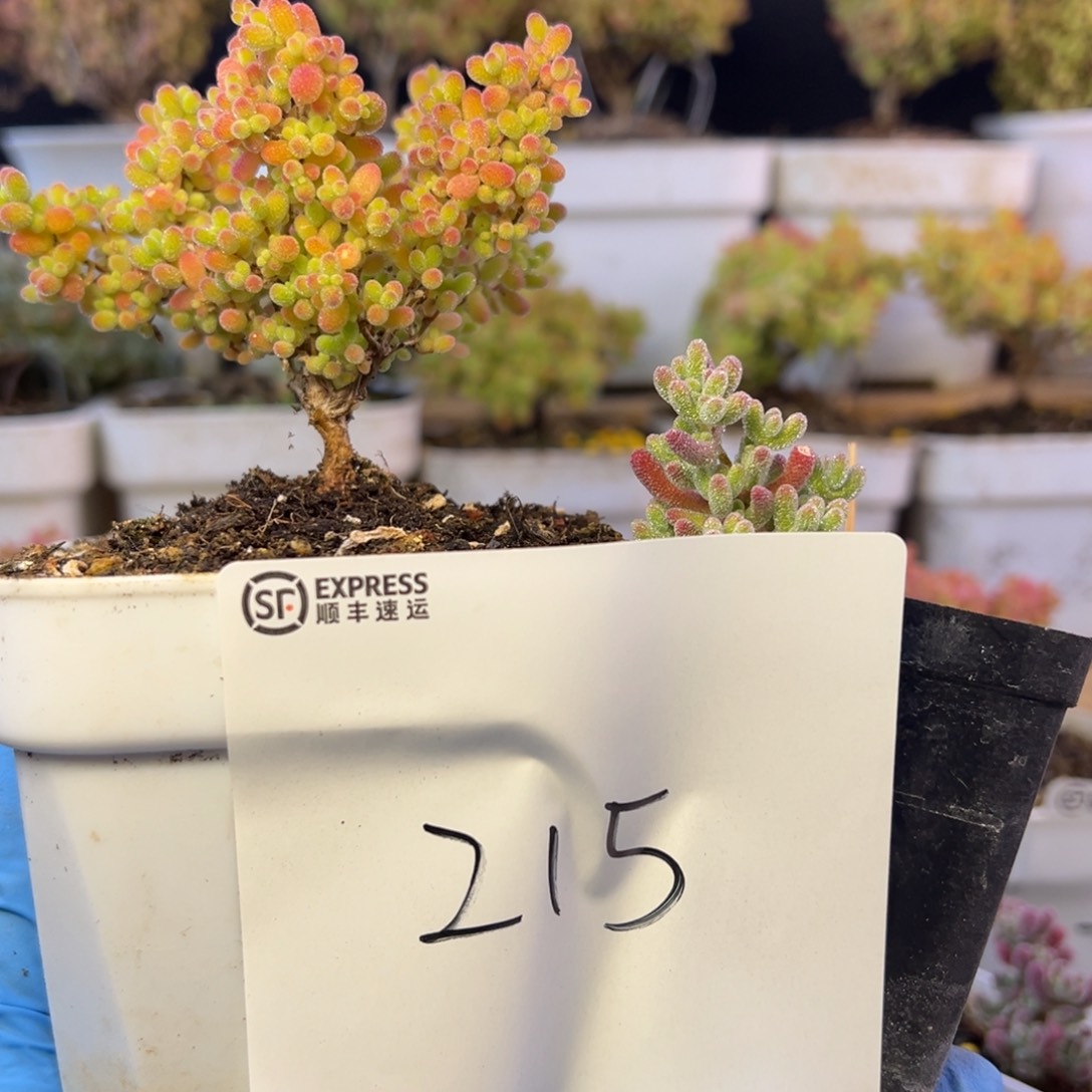 8厘米蜜橘冰晶组215➕小惊喜